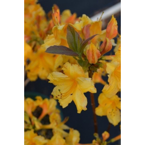 Rhododendron x 'George Reynolds' - George Reynolds Knap Hill Azalea
