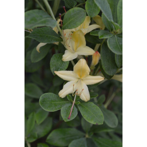 Rhododendron x 'Lemon Drop' - Lemon Drop Hybrid Azalea