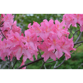 Rhododendron x 'Marie Hoffman' - Marie Hoffman Hybrid Azalea