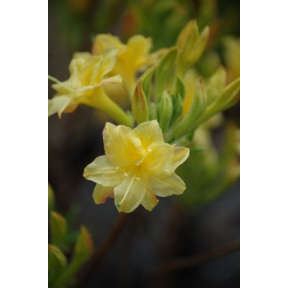 Rhododendron x 'Narcissiflora' - Narcissiflora Hybrid Azalea