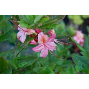 Rhododendron x 'Pink and Sweet' - Pink and Sweet Hybrid Azalea