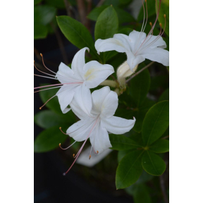 Rhododendron x 'Weston's Innocence' - Weston's Innocence Hybrid Azalea