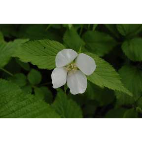 Rhodotypos scandens - Black Jetbead