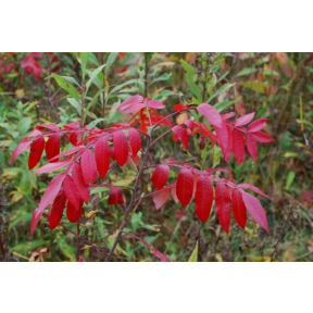 Rhus coppalina - Flameleaf Sumac