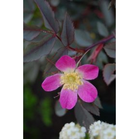 Rosa glauca - Redleaf Rose