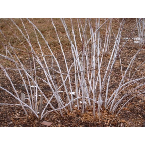 Rubus cockburnianus - Ghost Bramble