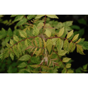 Rubus cockburnianus 'Razzle Dazzle' - Razzle Dazzle Ghost Bramble
