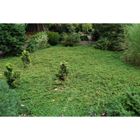 Rubus pentalobus (Rubus rolfii) - Creeping Raspberry