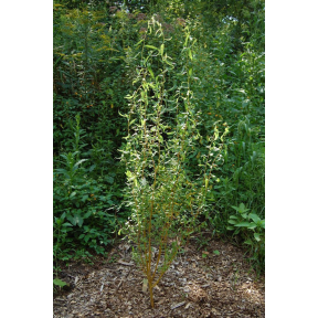 Salix alba 'Swizzle Stick' - Swizzle Stick White Willow