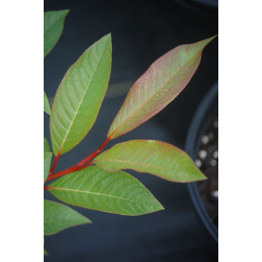 Salix fargesii - Fargesi Willow