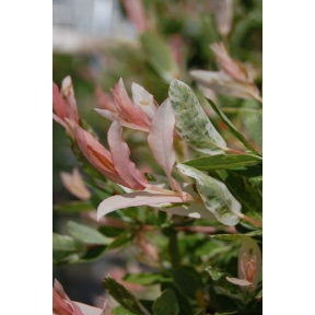 Salix integra 'Hakuro Nishiki' - Dappled Willow