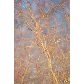 Salix matsudana 'Scarlet Curls'  - Scarlet Curls Contorted Hankow Willow