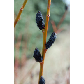 Salix gracilistyla 'Melanostachys' ('Kurome') - Black Rosegold Pussy Willow
