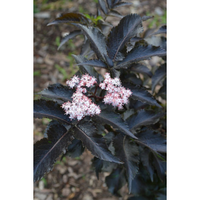 Sambucus nigra 'Eiffel 1' PP 23633 - 'Eiffel 1' Elderberry