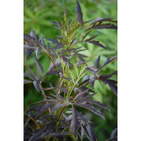 Sambucus nigra 'Eva' Black Lace™ PP 15575 - Eva Elderberry