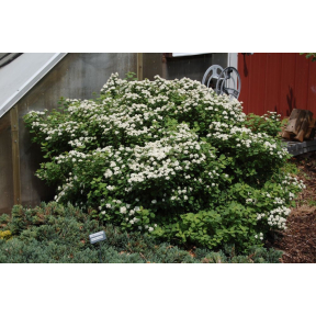 Spiraea betulifolia - Birchleaf Spirea