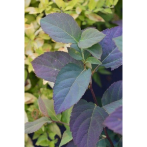 Spiraea x media 'SMSNBK' PP 26665  - Blue Kazoo® Japanese Spirea