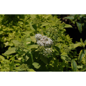 Spiraea japonica 'White Gold'  PP 13609 - White Gold Spirea