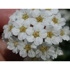 Spiraea x vanhouttei  - Vanhoutte Spirea 