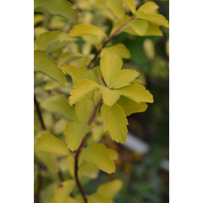 Spiraea x vanhouttei 'Gold Fountain' - Gold Fountain Vanhoutte Spirea 