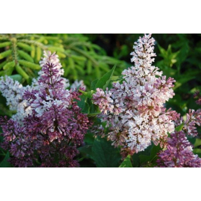 Syringa pubescens ssp. patula 'Miss Kim' - Miss Kim Manchurian Lilac