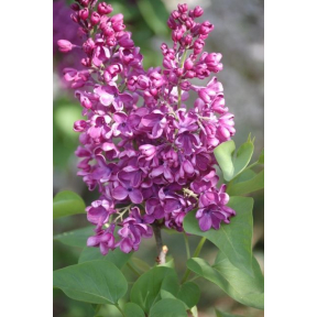 Syringa vulgaris 'Arch McKean'   - Arch McKean Common Lilac