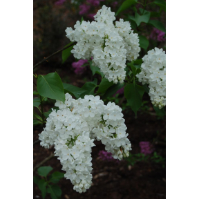 Syringa vulgaris 'Avalanche' - Avalanche Common Lilac