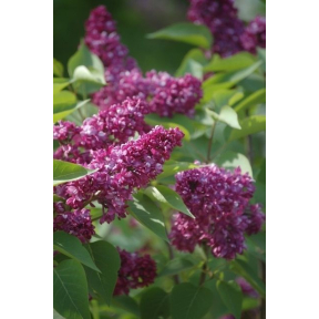 Syringa vulgaris 'Charles Joly' - Charles Joly Common Lilac