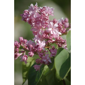 Syringa vulgaris 'Edward J. Gardner'   - Edward J. Gardner Common Lilac