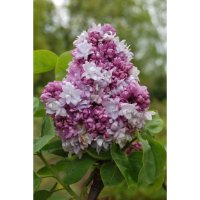 Syringa vulgaris 'Katherine Havemeyer' - Katherine Havemeyer Common Lilac
