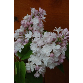 Syringa vulgaris 'Krasavitska Moskvy' (‘Beauty of Moscow’) - Beauty of Moscow Common Lilac