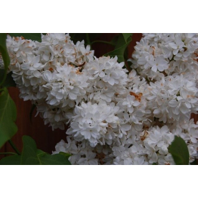 Syringa vulgaris 'Miss Ellen Willmott' - Miss Ellen Willmott Common Lilac