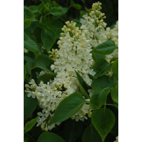 Syringa vulgaris 'Primrose' - Primrose Common Lilac