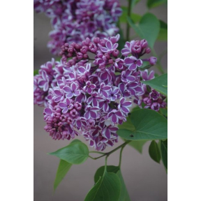 Syringa vulgaris 'Sensation' - Sensation Common Lilac