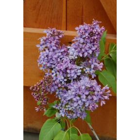 Syringa vulgaris 'Wedgewood Blue' - Wedgewood Blue Common Lilac
