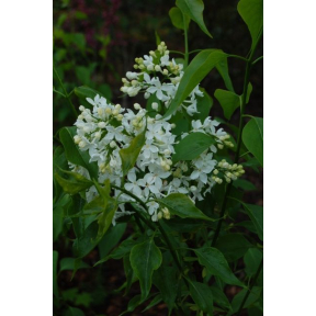 Syringa x hyacinthiflora 'Mt. Baker' - Mt. Baker Early Flowering Lilac