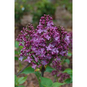 Syringa x hyacinthiflora 'Pocahontas' - Pocahontas Early Flowering Lilac