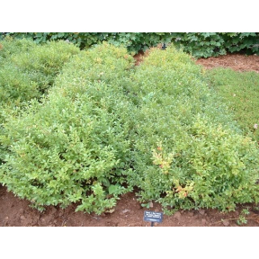 Vaccinium angustifolium - Lowbush Blueberry