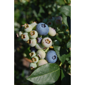 Vaccinium corymbosum - Highbush Blueberry