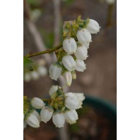 Vaccinium corymbosum 'Earliblue' - Earliblue Highbush Blueberry