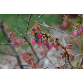 Vaccinium corymbosum 'Sunshine Blue' - Sunshine Blue Highbush Blueberry
