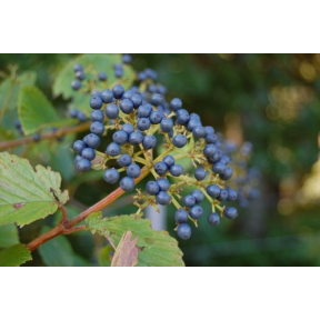 Viburnum dentatum - Arrowwood Viburnum