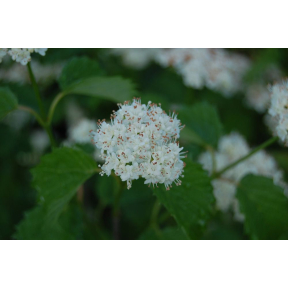 Viburnum dentatum 'Christom' Blue Muffin™ - Christom Arrowwood Viburnum