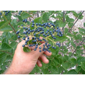Viburnum dentatum 'Synnestvedt' Chicago Lustre™ - Chicago Lustre™ Arrowwood Viburnum