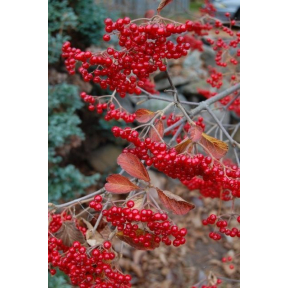 Viburnum dilatatum - Linden Viburnum