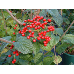 Viburnum dilatatum 'Asian Beauty' - Asian Beauty Linden Viburnum