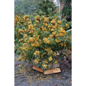 Viburnum dilatatum 'Michael Dodge' - Michael Dodge Linden Viburnum