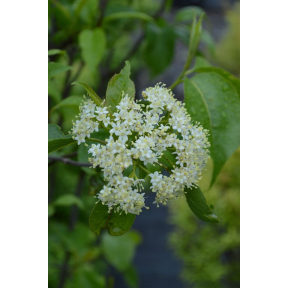 Viburnum lentago - Nannyberry Viburnum