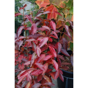 Viburnum nudum - Smooth Witherod Viburnum