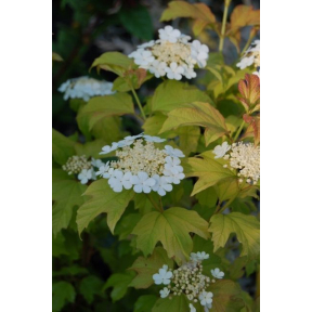 Viburnum opulus 'Aureum' - Golden European Cranberry Viburnum